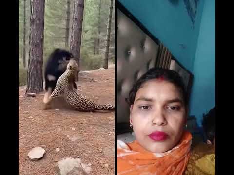 #animals #tibetan mastiff puppies vs #labrador