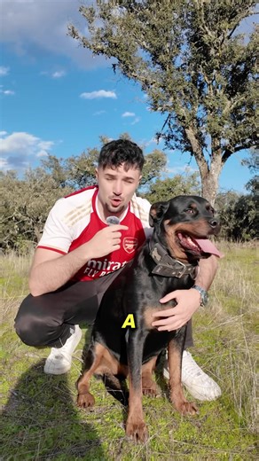 Reacción a la agresión a Koda: defensa de un perro