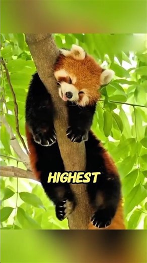 Bullied Red Panda Tries to Escape the Zoo