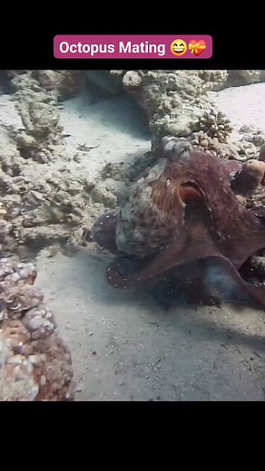 71K views · 1.6K reactions | Octopus mating is a fascinating process....