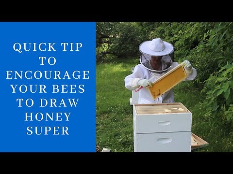 Quick Tip To Encourage Your Bees To Draw Out Honey Super