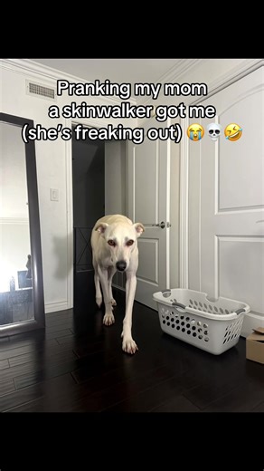 I WOUKD BE SCARED TOO #mom #prankvideo #prank #ai | skinwalker