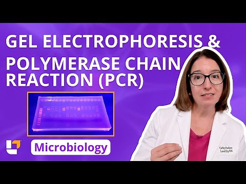 Gel Electrophoresis & Polymerase Chain Reaction (PCR): Microbio Genetics Pre-Nursing | @LevelUpRN