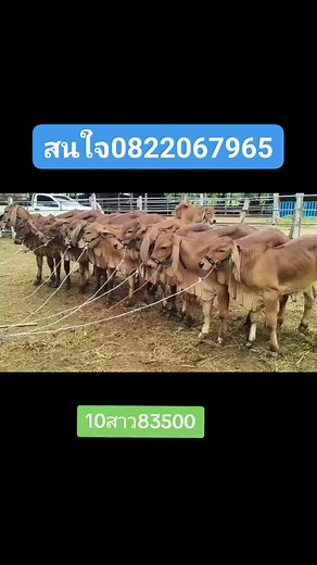 สนใจ0822067965 | บารมี พ่อแม่ ฟาร์ม
