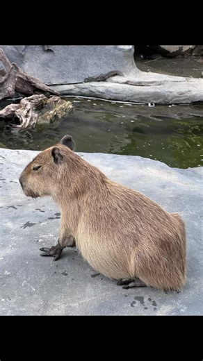 Wisata Capybara di Taman Safari Bali