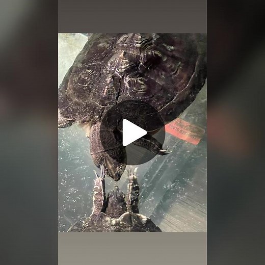 Turtle mating dance #l#lovetutles