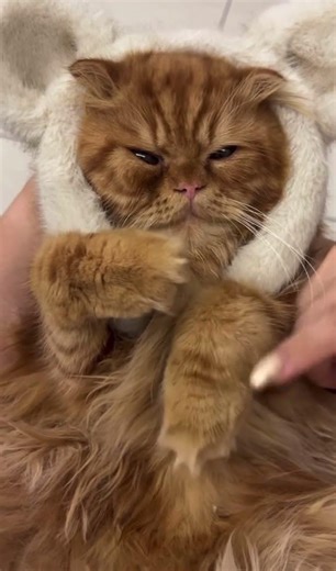 🥹🫶🏻 #catlife #cat #catshorts #cute #dothingsyoudontwanttodo #catvideos #kitten