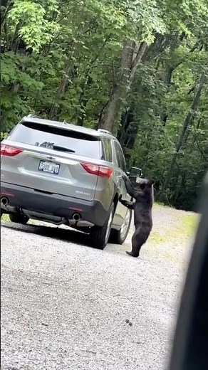 Friendly Bear Encounters🐻 Unbelievable Moments Caught on Camera! #bear #funnybear #funny #animals