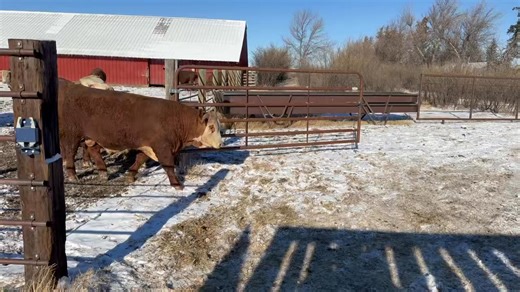 These big boys are getting all gussied up for their videos. We are about half done with clipping the sale cattle. Videos start on Saturday. Don’t miss out on an incredible sale offering. They sell March 9th in our 60th Annual Production Sale. For more information and to get on our mailing list go to www.holdenherefords.com | Holden Herefords