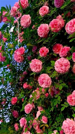 🌹 4K Rose Flowers | Nature's Most Beautiful Blooming Roses