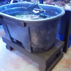 11K views · 35 reactions | Biggest clam ive ever seen... #clam #clams #saltwateraquarium #saltwaterfish #marineaquarium #reeftank #reefaquarium #plantedtank #plantedaquarium #aquarium #freshwateraquarium #freshwatertank #aquaticplants #fishtank #tropicalfish #aquariumplants #fish #diyaquapros #aquapros #natureaquarium #aquascape #aquascaper #fishofinstagram | Aquapros | Facebook