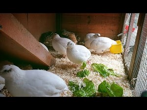 These Quail are SO Cute! Watching Quail and Relaxation