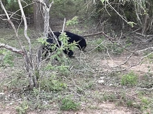“Rare Sloth Bear Sighting at Yala National Park 🐻” What a rare moment! Captured a wild sloth bear roaming freely through Yala’s golden plains. 🌿 These shy giants are hardly seen in the daytime — nature truly rewarded us today. 💛 👉 Like, Share & Comment if you love Sri Lanka’s wild side! #SlothBear #YalaNationalPark #SriLankaWildlife #YalaWildlife #RareWildlife #WildSriLanka #WildlifeMoments #NatureInAction #SriLankaNature #UntamedSriLanka #AnimalKingdom #WildlifePhotography #NatureLovers #Ra