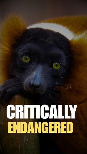 Red Ruffed Lemur: This Primate Is Critically Endangered #shorts