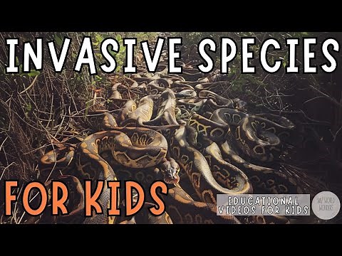 Invasive Species | Educational Videos for Kids | Wiz World Wonders