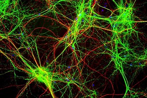 Dendrites and Visual Processing in the Brain | Neuroscience