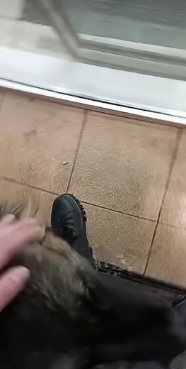 German Shepherd Enjoys Attention Indoors