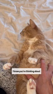 1.7K reactions · 36 comments |  A very lazy Happy Paws.  . #happypaws #bop #bopshine #mmmbop #perfectlyimperfect #love #boptheblindcat #blindcatsrock #blindcatsofinstagram | Pokeypotpie’s Playschool for Wayward Kittens | Facebook