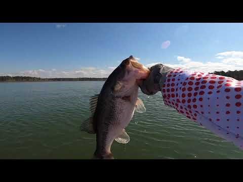 Ultimate Drop Shot Tips For Every Type Of Bass - Spencer Shuffield