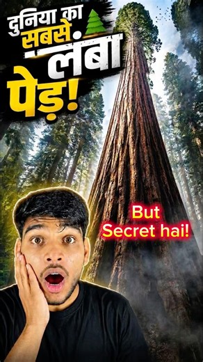 The World Tallest Tree Is Hidden! 😱 #amazingfacts #naturefacts #shorts #hyperion #bigtree