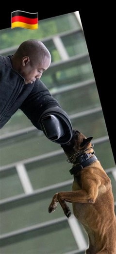 Personal protection dogs for private individuals
