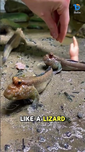 Mudskipper the fish that can walk in land