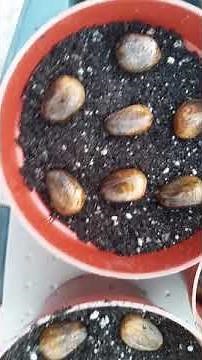 How to Germinate - Breadnut Seeds (Artocarpus Camansi)