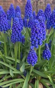 20 Pack Muscari Armeniacum Bulbs – Grape Hyacinth Flower Bulbs, Spring Blooming, Easy Grow, Perennial Garden, Fragrant Blue Flowers - Etsy