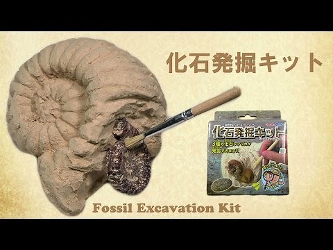 Fossil Excavation Kit 化石発掘キットでお手軽に発掘気分を味わいました