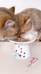 Pebbles & Bam-Bam of @two.golden.cats know how to throw a purrfect party! See how they celebrated their first birthday with a little Stella & Chewy's snack 🥳 #caturday | Stella & Chewy's