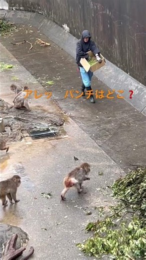 パンチくんやったね👍初めて飼育員さんの腕の中を卒業したね😂😭2026.3月3日 ＃詳しくは下の説明欄へ↓＃がんばれパンチ #monkey #パンチ ＃市川市動植物園