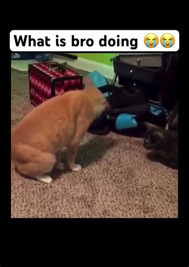 His cat lagging !? Like and subscribe for more daily content thanks for watching ❤️ #cat #memes
