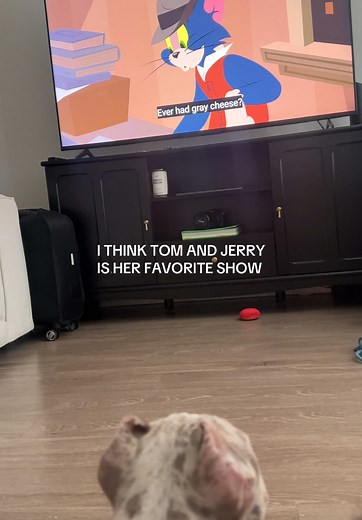 Her favorite cartoon show Tom and Jerry #bully #americanbully #abkc #bullies #puppy #lilacmerle #merle #merlebully #americanbullies #pocketbully #americanpocketbully