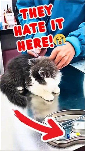 Cats HATE The Vet 😹🏥