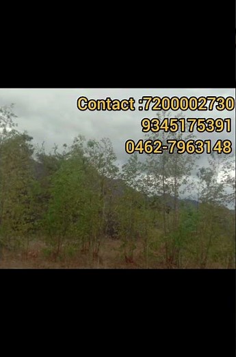 NO: 151 * AGRICULTURE LAND FOR SALE * (20 ACRES) TIRUNELVELI