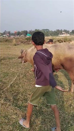 Cow||36tv#babyshorts #babyanimal #baby #shortvideo #cow #funny