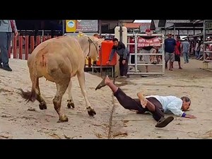 KUMPULAN SAPI NGAMUK 2023 BIKIN GEGER PASAR SAPI‼️🔥