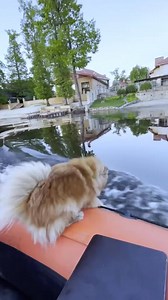 Dogs fall into Water 😂🤣😂 #Amazing #funny #animals #trending #foryoupagereels #foryoupageシforyou #foryouシ #foryourpage #foryoupageシ #funnymoments #petlovers #funnyvideos #funnymemes #funnypost #funnyreels #fun #doglover #dog #doglife #cats #dogs #dogsofinstagram #fypシ #cute #reelsvideoシ #pets #viralreelschallenge #fbreels #viralshorts #fbreelsfypシ゚ #fb #exploremore #explorepage #explore #trendingreels | Fun Frolickers