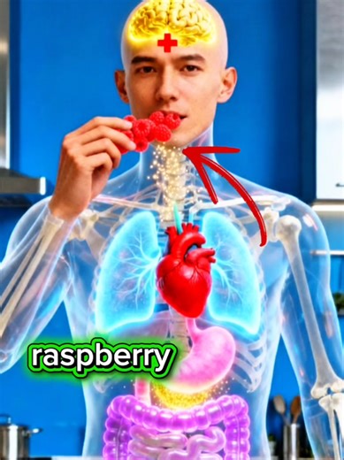 Raspberry 🫐: what happens inside your body Do you eat raspberries every day? You won’t believe what a raspberry does inside your body! 🫐 From digestion in the stomach, absorption in the small intestine, to energy reaching your brain and heart, one small fruit supports multiple systems. Antioxidants, fiber, and anthocyanins help your gut, brain, and cardiovascular health. #DrHomeCareTips #Raspberry #InsideYourBody #GutHealth #BrainHealth