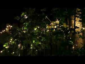 SoftTwinkle™ 5MM LED Mini Lights