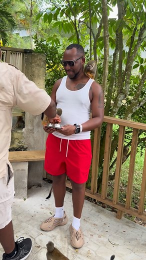 I want a monkey 🐒 | Brandon Lova