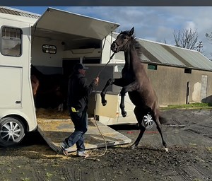 90K views · 1.8K reactions | With the new owner due the following day with a lorry this Lusitano filly flips over and will not load!! She flips over backwards and is now terrified of the ramp! Steve and Charlotte try to save the day and put smiles on everyone's faces. Our Store : https://steve-young-horsemanship.myshopify.com/ Join our community private group here : https://www.facebook.com/share/Y4XasEKKWyB68Pw7/?mibextid=K35XfP | Steve Young horsemanship | Facebook
