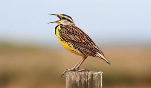 Western vs Eastern Meadowlark