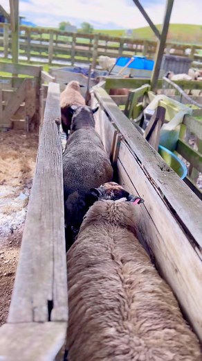 Horned sheep problems! 😂🐑 Foot bathing our sheep today (10% zinc solution to harden them up and kill bacteria) and our Swiss Valais sheep ‘Maxi’ found her horns were a bit of a challenge in the narrow sheep race 😅 #swissvalais #sheep #woolly #biggirlproblems #animalcare | Kiwi Country Kids