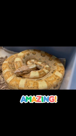 Produced this guy in 2020! 😳 VPI Sunglow Motley Aztec PH Anery.. Follow: @epicmorph #amazing #wow #boas #boasofinstagram #reptiles #baby #breeders #reptilereportofficial #reptiles #cute #cuteanimals #vpi #sunglasses #sunglowboa | EpicMorph