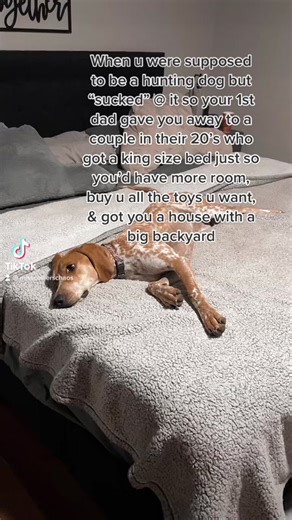 Living Your Best Life with a Red Tick Coonhound