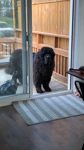 Trust issues🚪🐕‍🦺 #fyp#foryou#foryoupage#viral#newfoundland#dogsoftiktok#happydog#petsoftiktok#dogtok#pets#funny#doglover