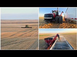 Let's Cut Winter Wheat!