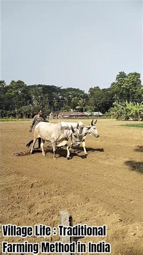 #Village Life: Traditional Farming Method in India@Amazing World Views