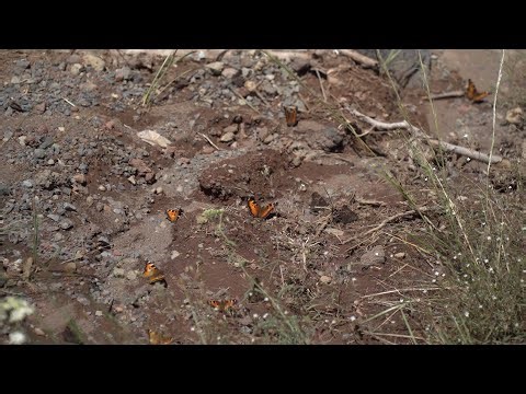 Millions of butterflies swarming higher elevations